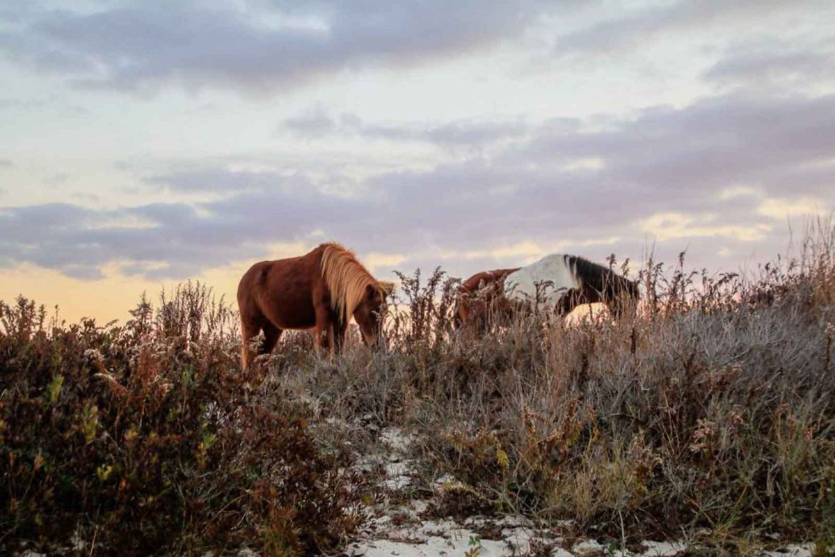 Horses at the top of a grassy hill with clouds in the sky at Assateague Island. 