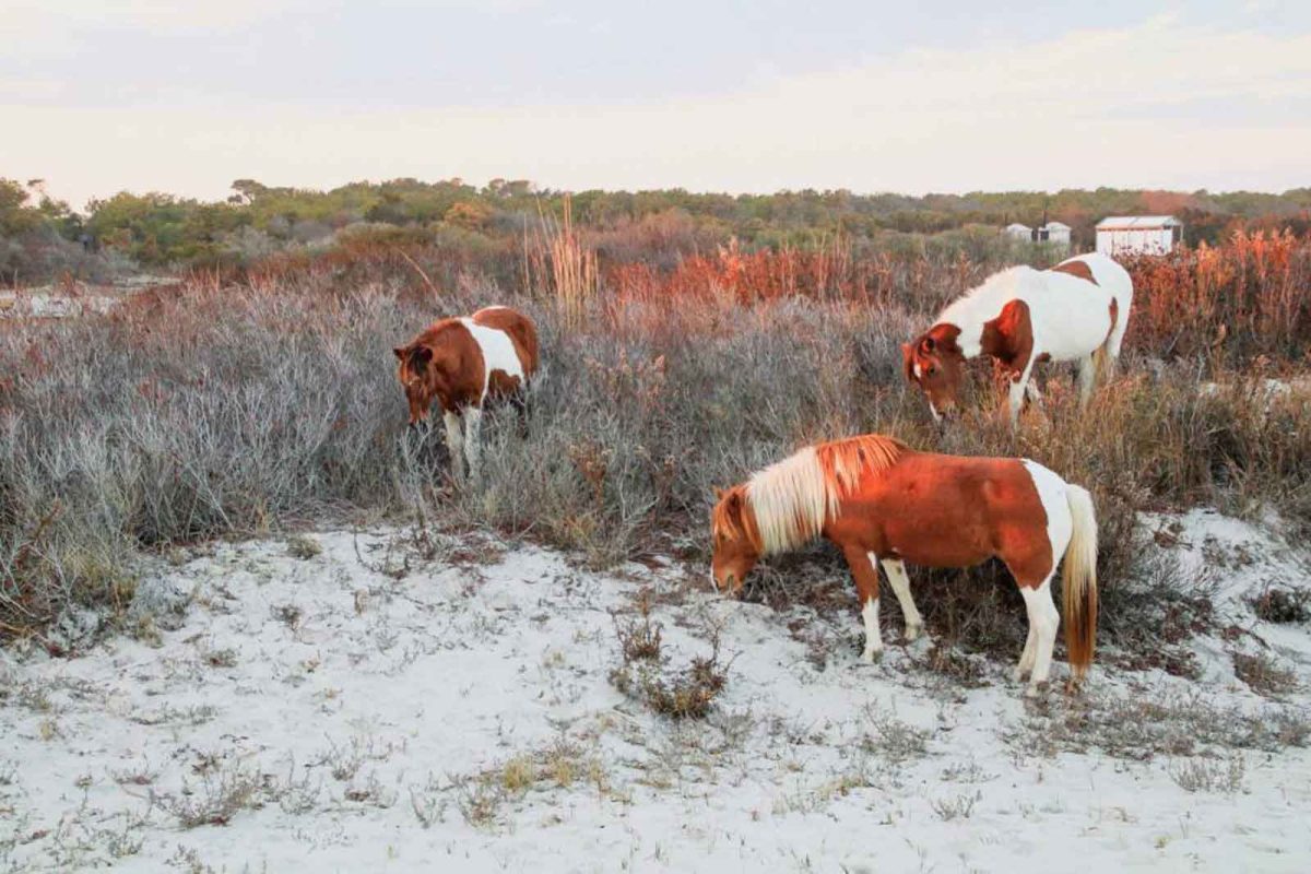 Wild horses eating grass in the setting sunlight on Assateague Island. 