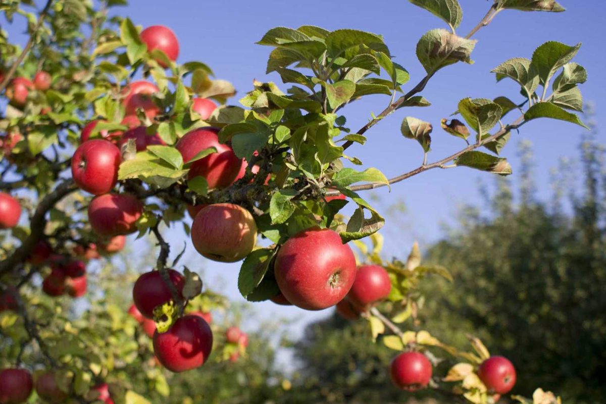 A branch with apples on it 