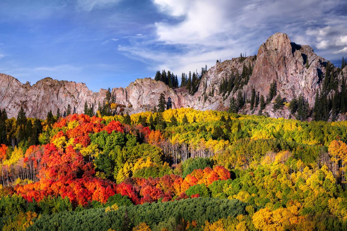 Colorful fall leaves against mountains for Colorado leaf peeping