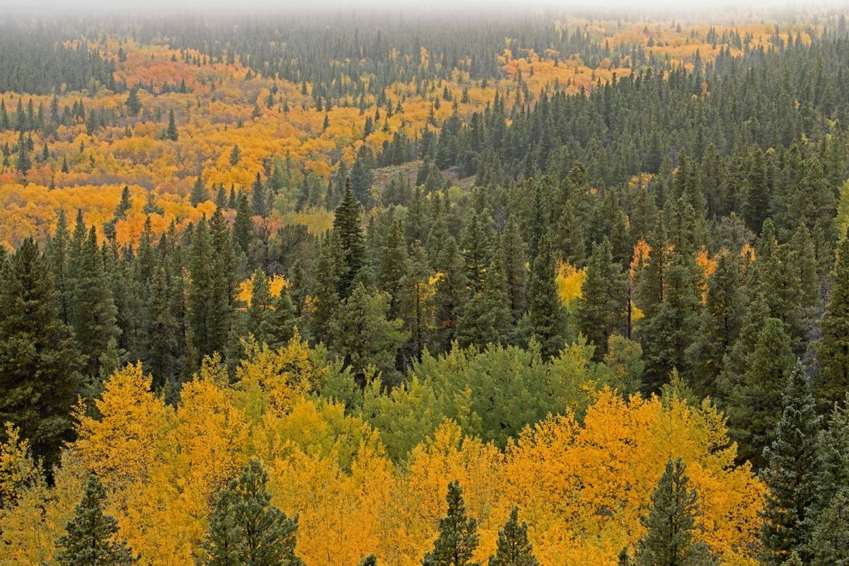 endless trees for Colorado leaf peeping