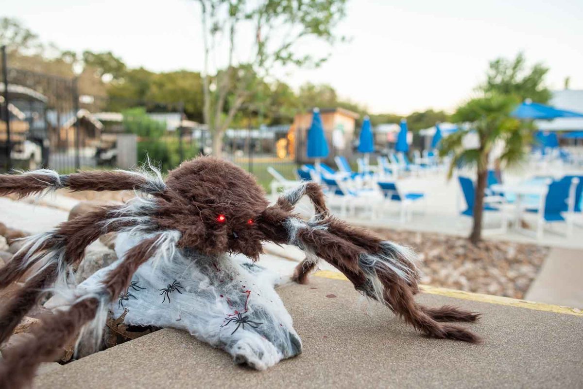 spider toy resting on wall on campground