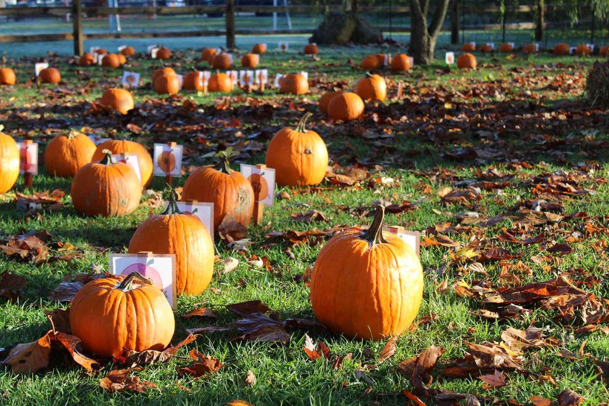 Halloween pumpkin patch