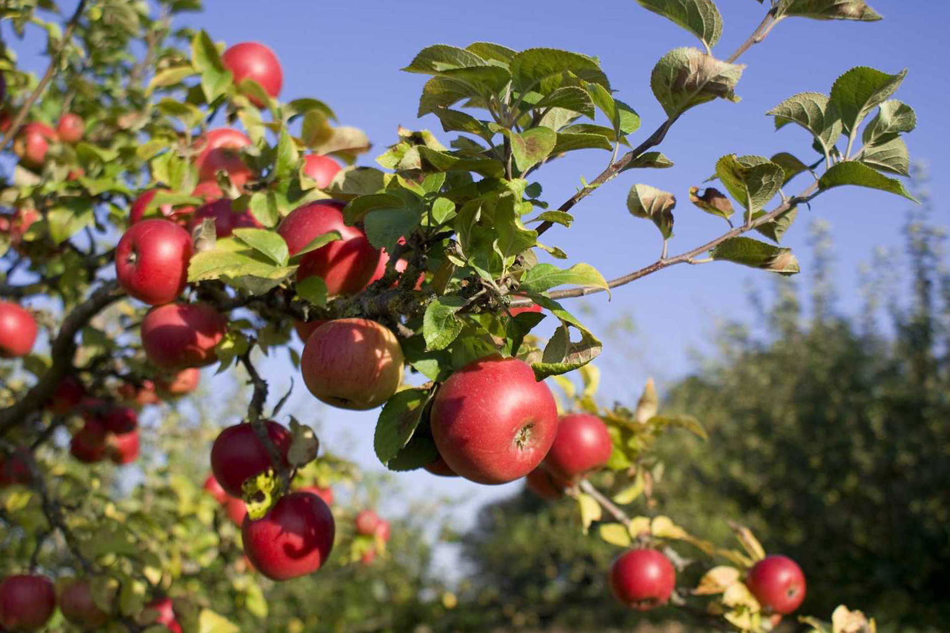 4 Fantastic Campgrounds for This Apple-Picking Season