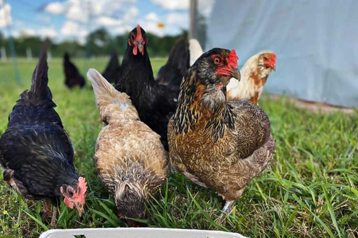 Chickens in grass at Crossing Creek Farm, a popular campground for foodies. 