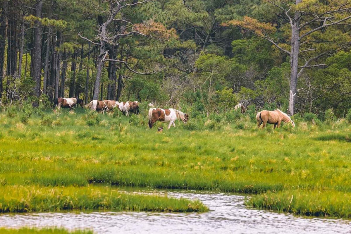 Wild horses near a stream on Chincoteague. 