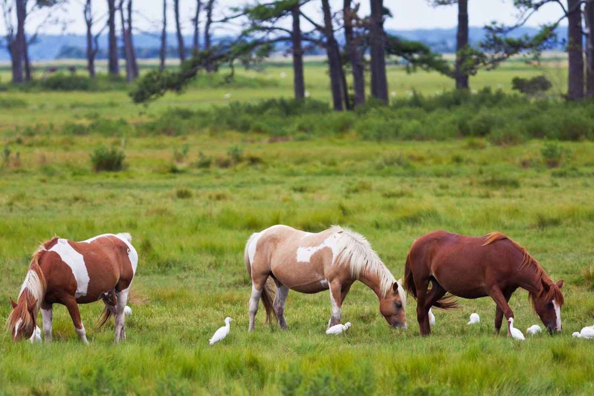 Wild horses and birds on Chincoteague Island. 