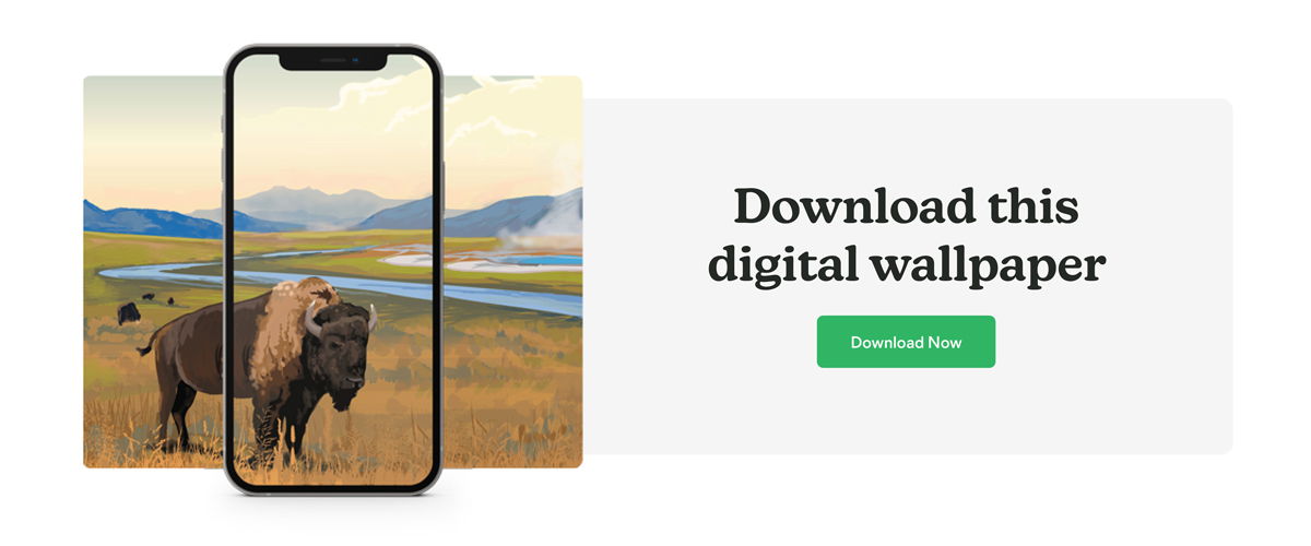 A free nature phone wallpaper of a bison at Yellowstone National Park. 