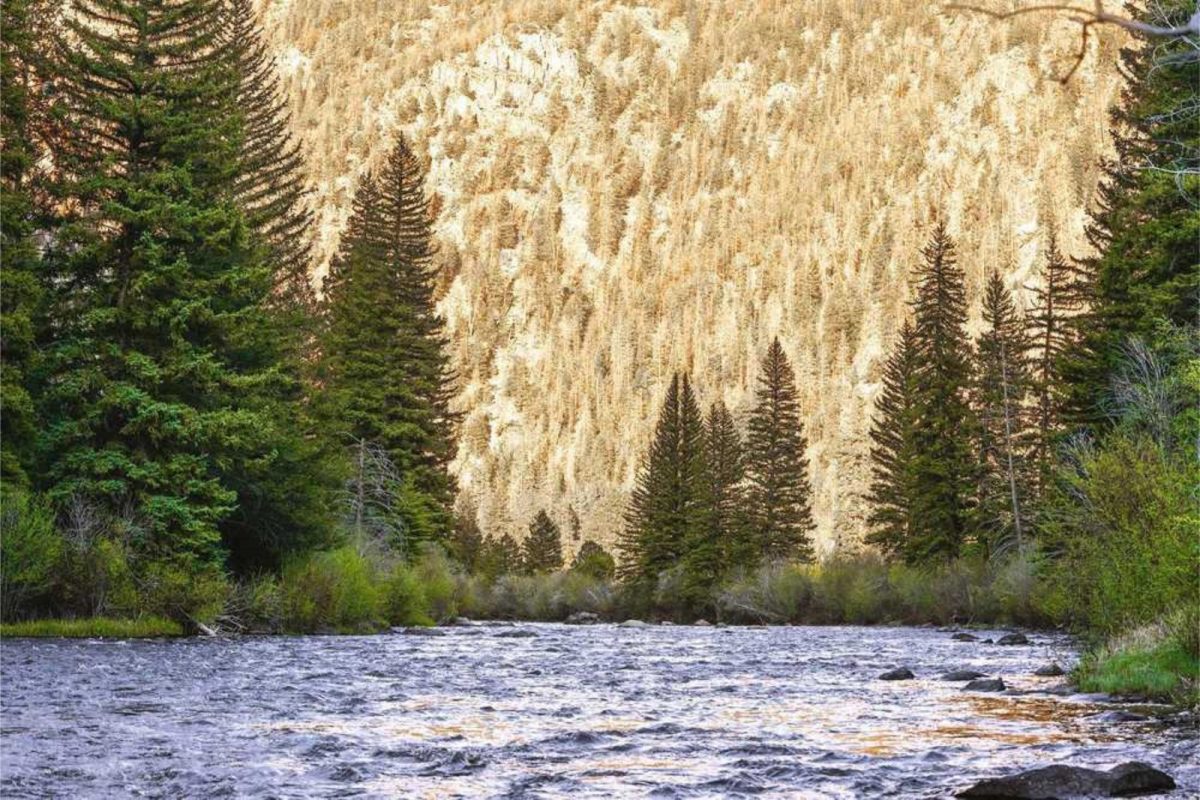 rushing river surrounded by trees in Colorado, one of the best places to camp