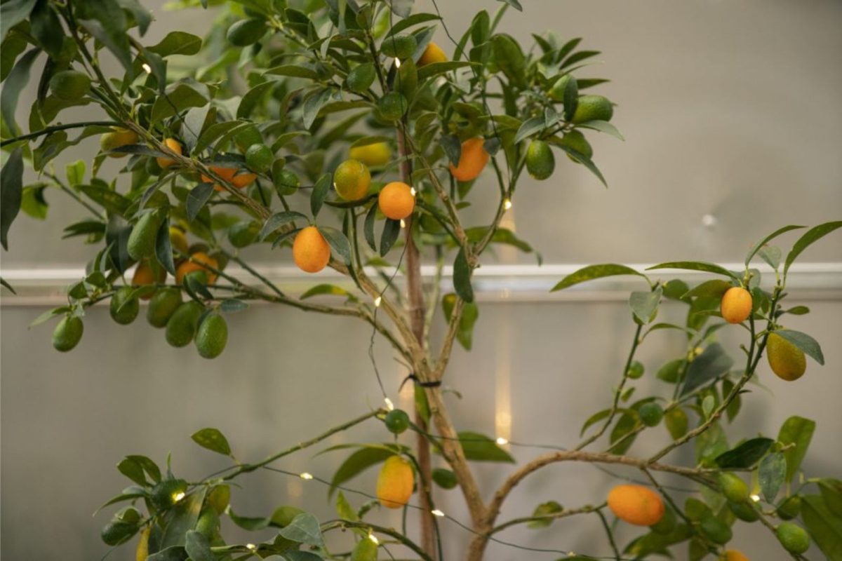 kumquat tree as a Christmas tree for decorating a campsite