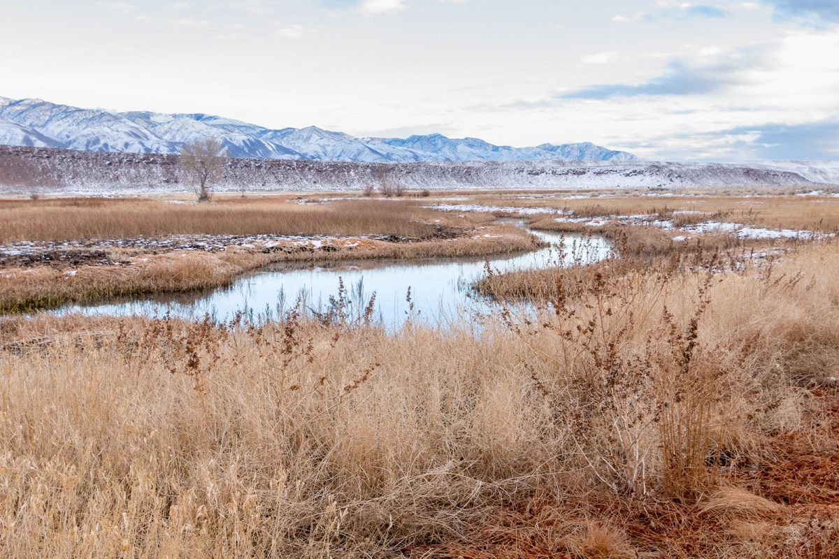 river nestled among shrubs