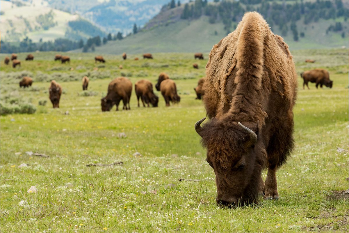 bison grazing at Yellowstone National Park, one of the best places to camp