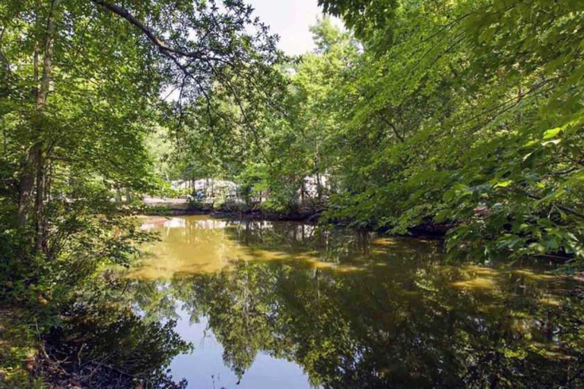 river nestled under trees near Cape May