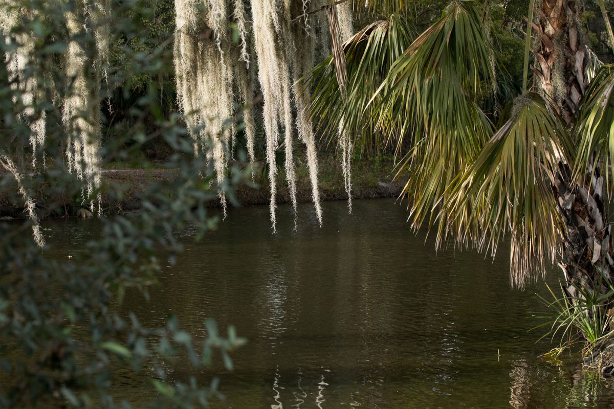 looking beneath tree leaves into river