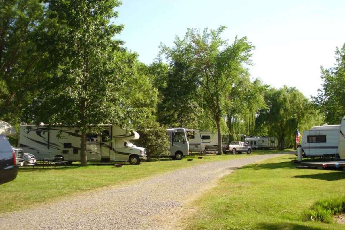 RVs parked side by side between trees at Rochester campground