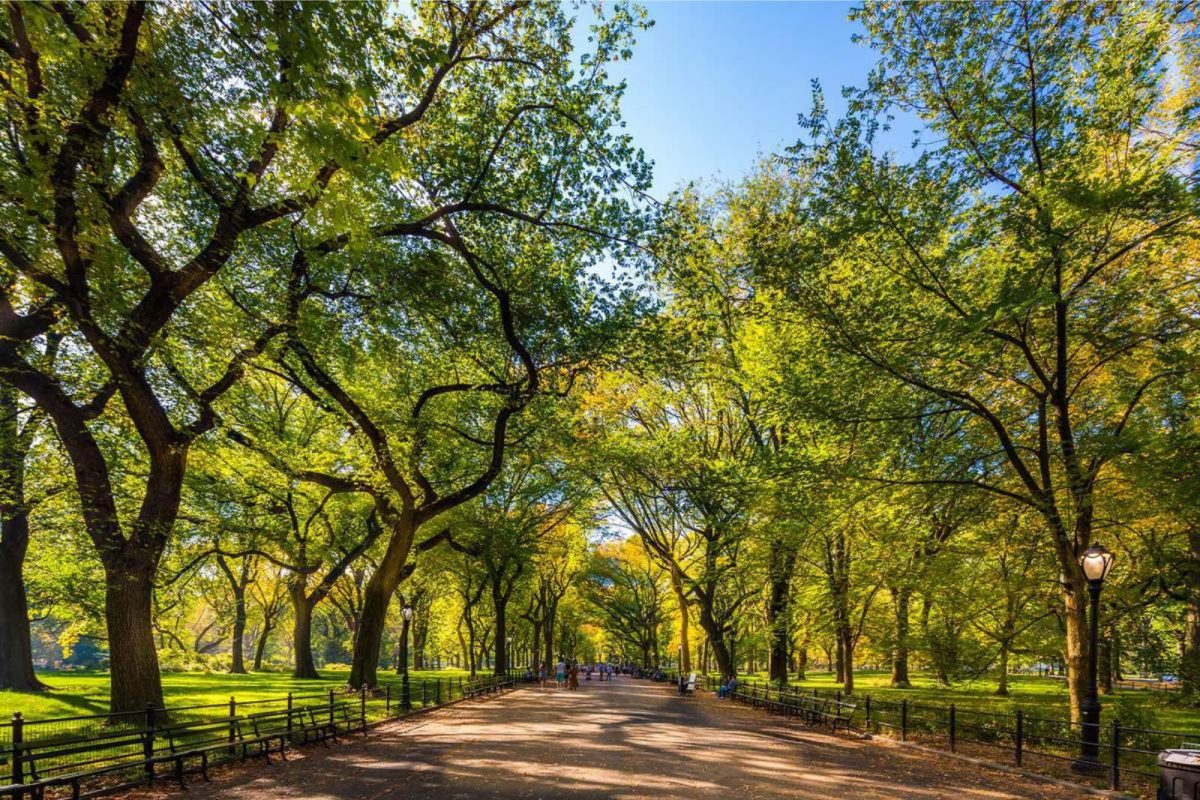 Central Park in New York City