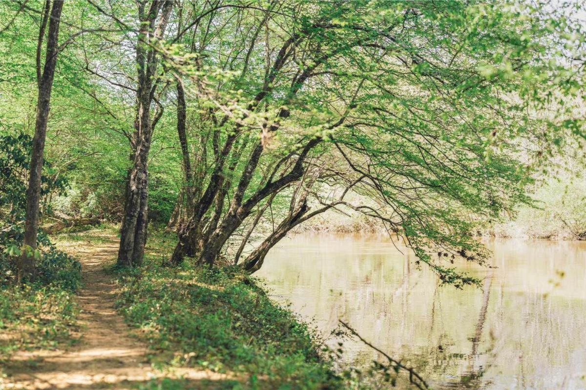 walking trail with trees leaning over into nearby lake