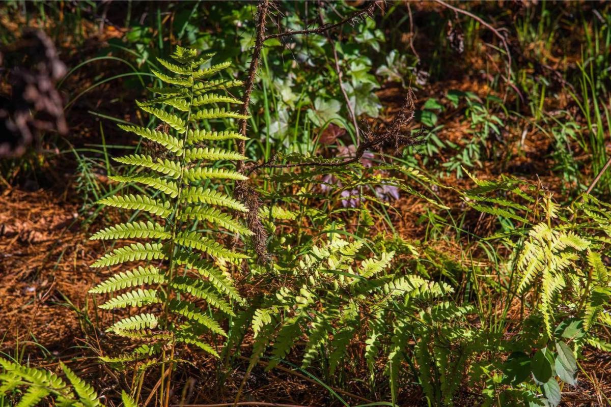 ferns during fall at Carvers Creek State Park