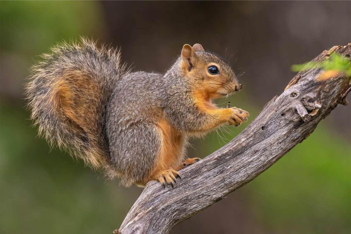 squirrel sitting on branch