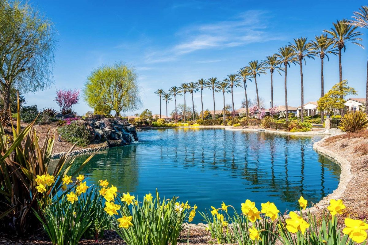 lake near San Francisco, surrounded by palm trees and yellow flowers