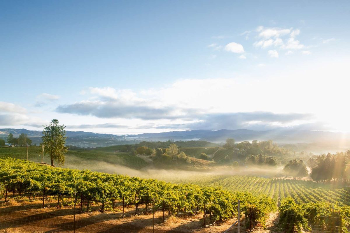 vineyard at Sonoma County