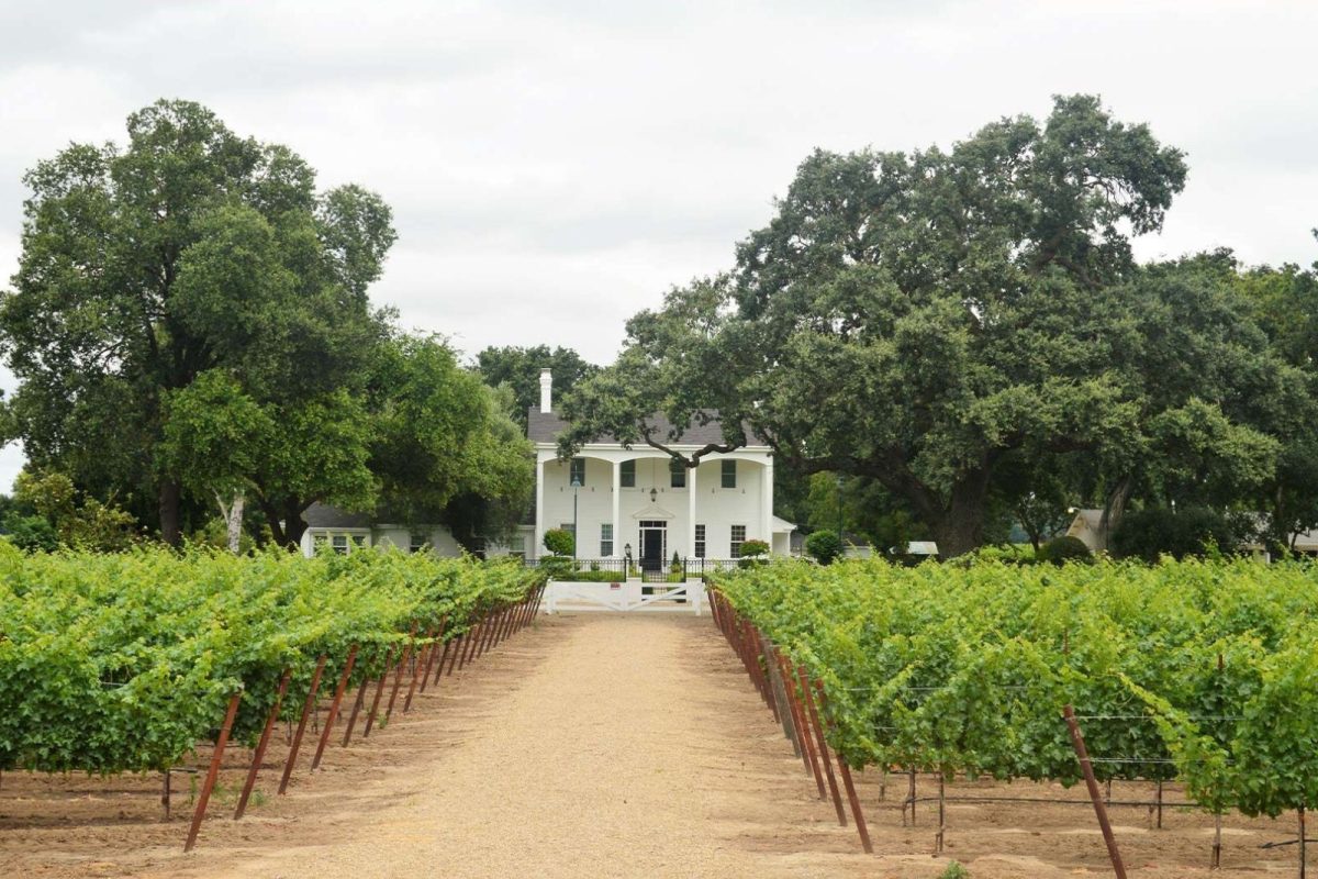 vineyard and white house at Lodi near San Francisco