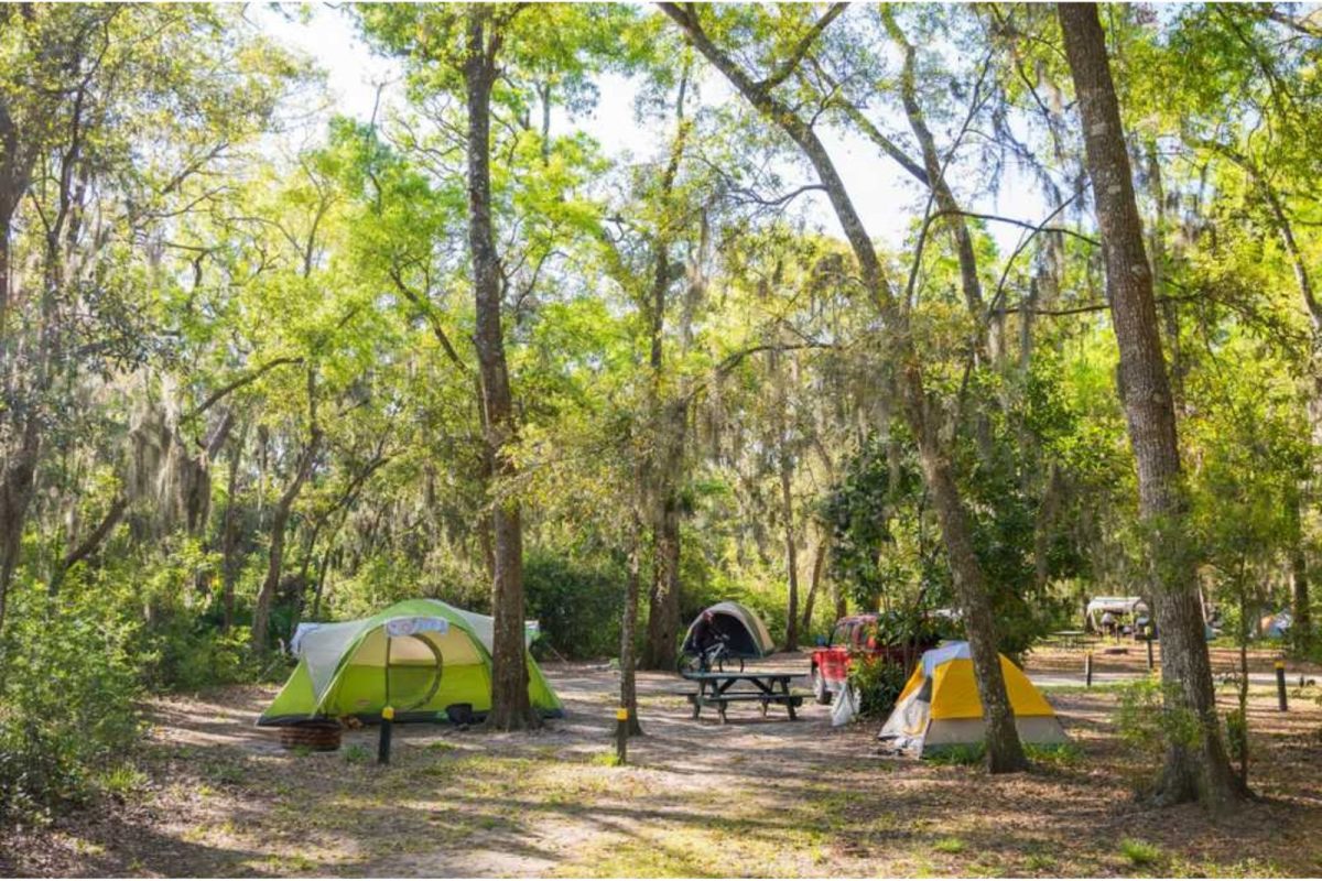 three tents pitched under tall large oak trees draped in Spanish moss