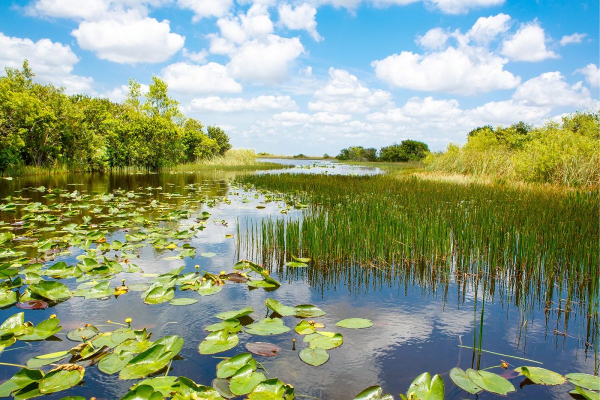 airboat ride view at Everglades National Park