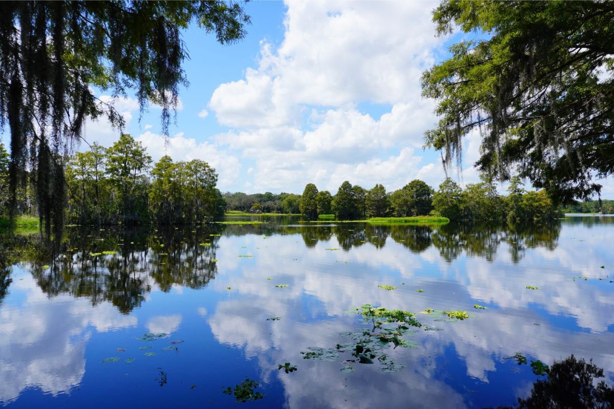 Hillsborough River at best place to camp Tampa, Florida