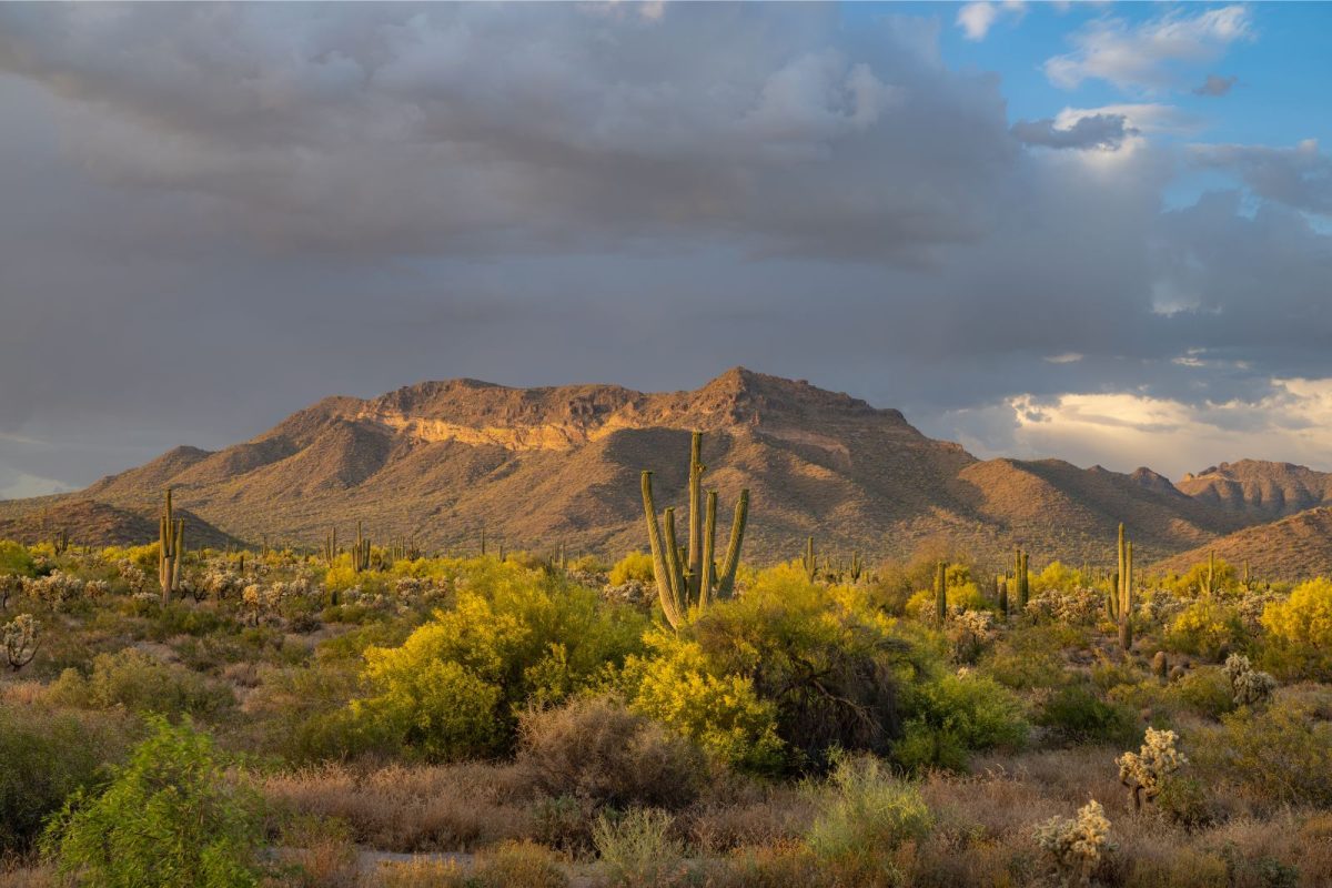 cactus and mountains at Usery Mountain Regional Park near Mesa, AZ, one of top camping destinations for 2024