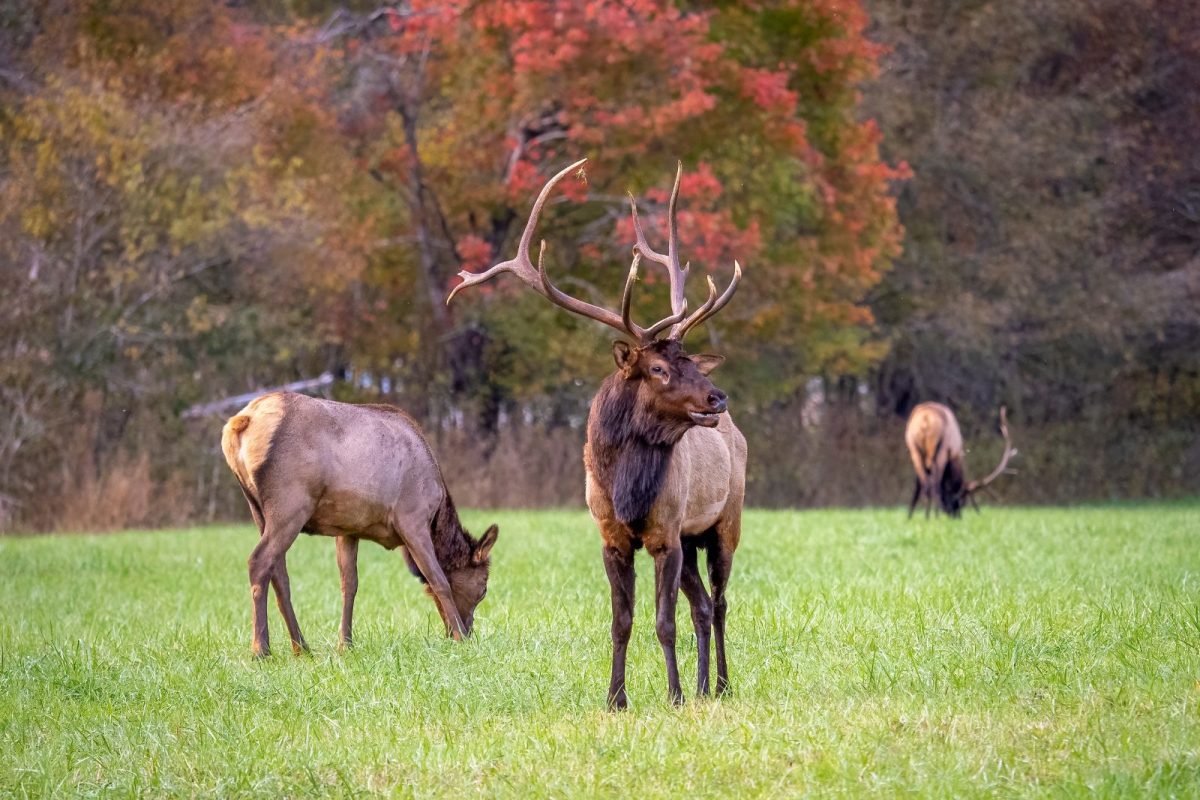 elk near Oconaluftee Visitor Center in Great Smoky Mountains National Park 