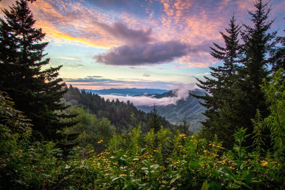 trees and wildflowers in front of cloudy mountains at Newfound Gap Overlook, stop in Great Smoky Mountains National Park itinerary