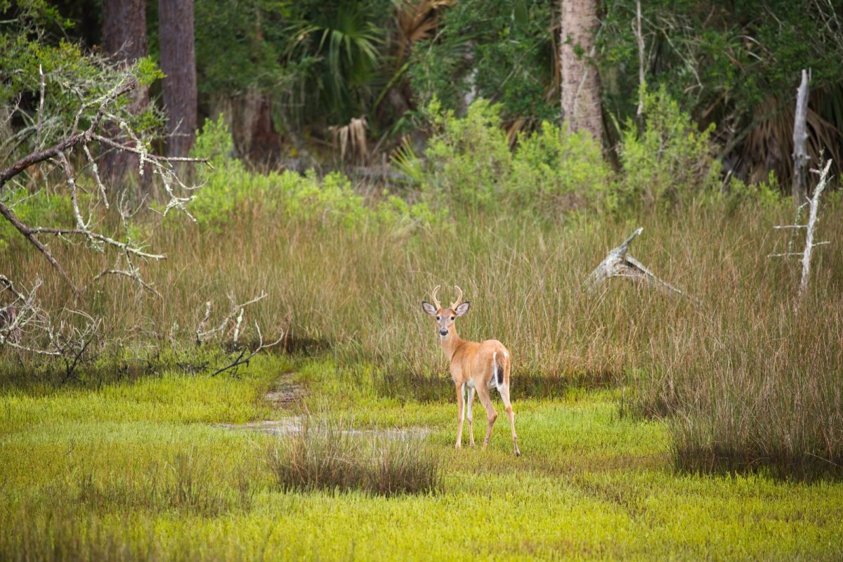 young buck at Skidaway Island State Park in Savannah during spring break