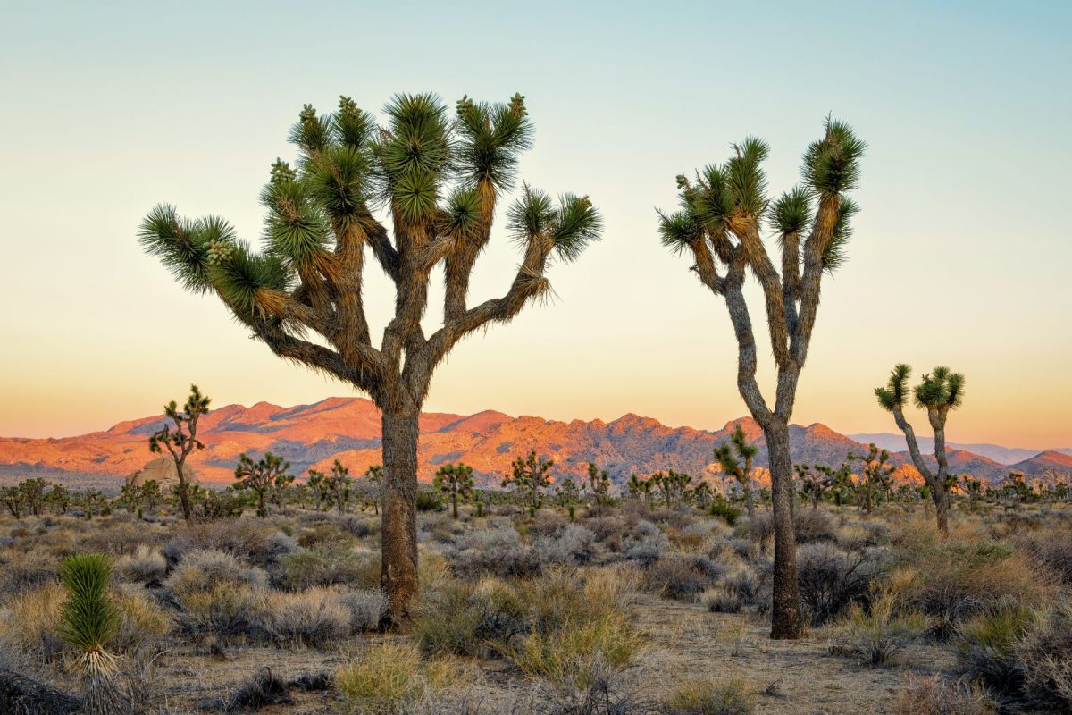 two Joshua trees at Joshua Tree National Park