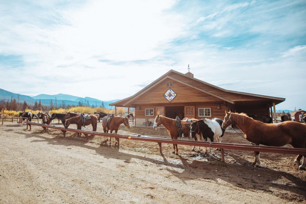 horses penned in at Winding River Resort near Rocky Mountain National Park