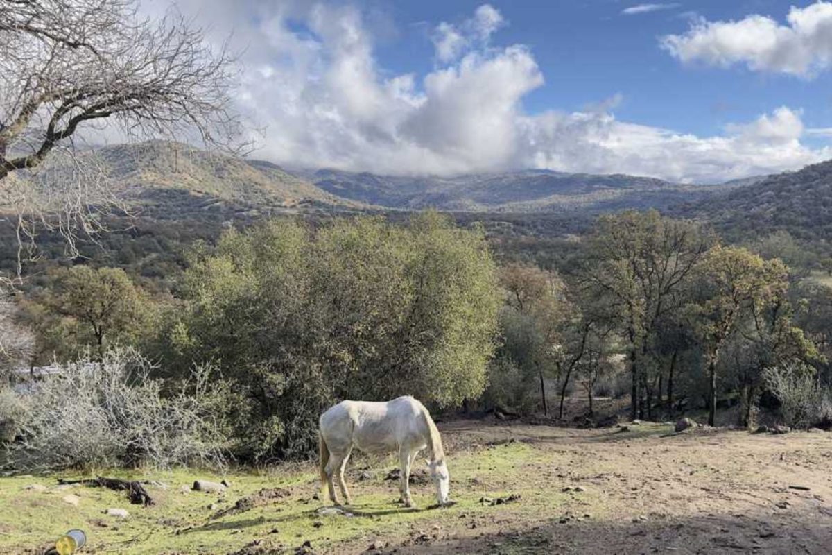 white horse grazing near campground