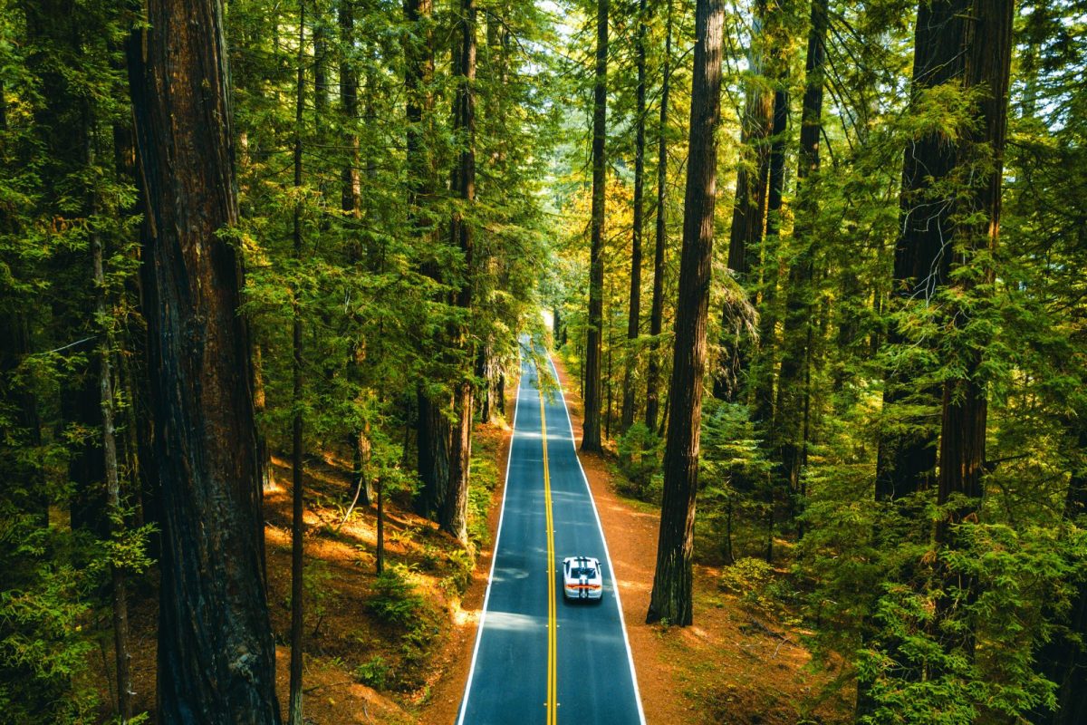 car driving through Avenue of Giants of trees near Crescent City on Pacific Coast Highway itinerary