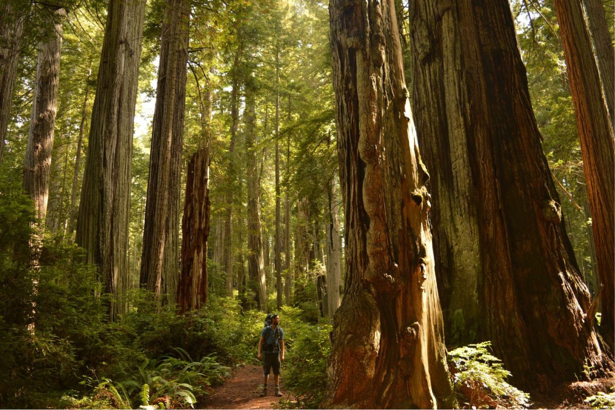 man standing among redwoods in Redwood National State Park on Pacific Coast Highway road trip