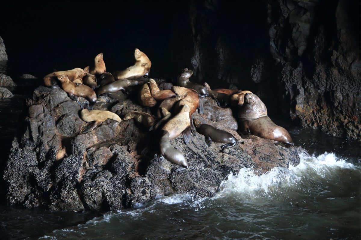 sea lions on top of rock at Sea Lion Caves in Florence, Oregon, stop on Pacific Coast Highway road trip itinerary