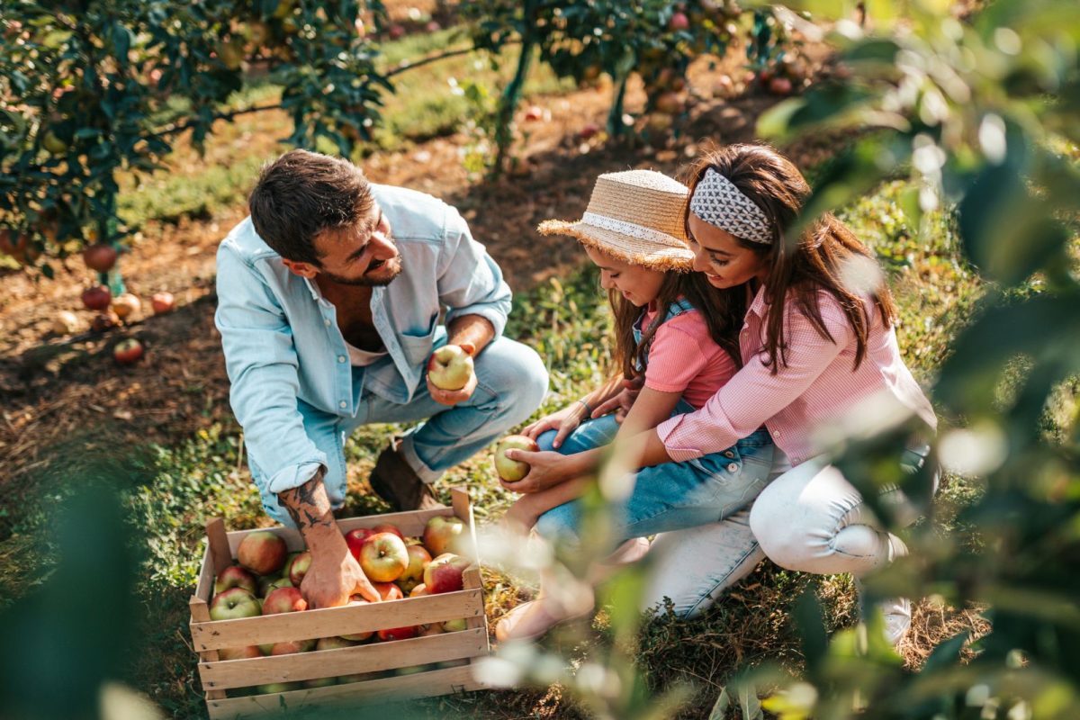 family admiring apples picked during fall camping trip