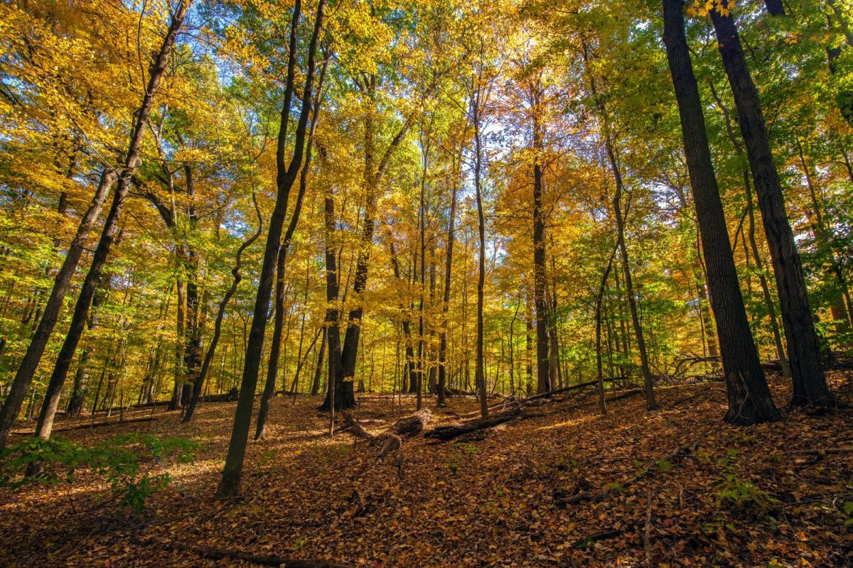 view of fall colors in forest at Cuyahoga Valley National Park for fall camping