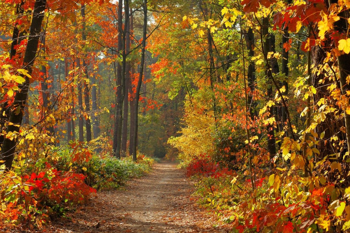 Hiking trail surrounded by fall foliage on fall camping trip