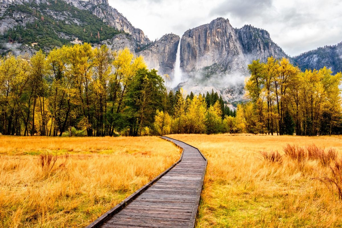 boardwalk and meadow covered in yellow leaves for autumn at Yosemite National Park