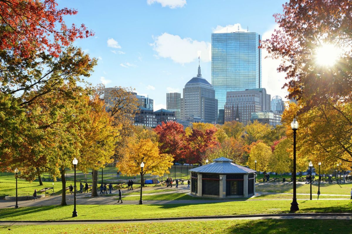 fall trees in city of Boston