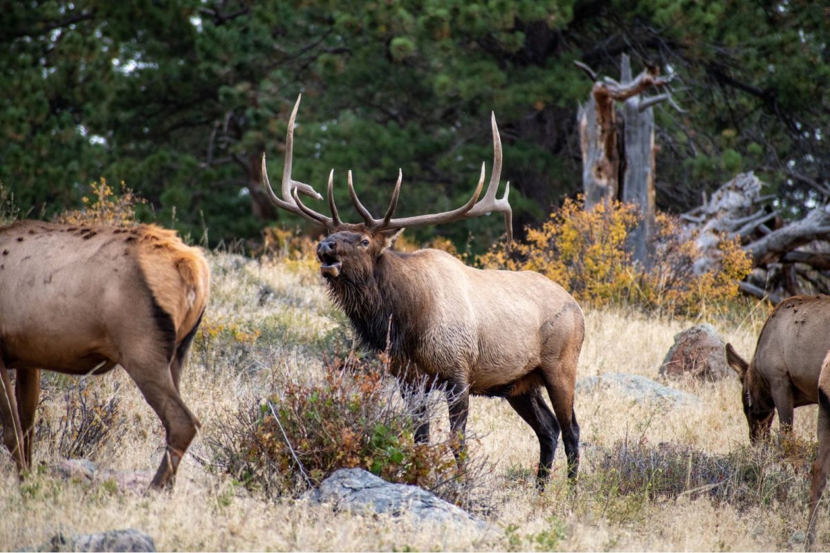 elk near entrance at Estes Park, one of trending fall camping destinations