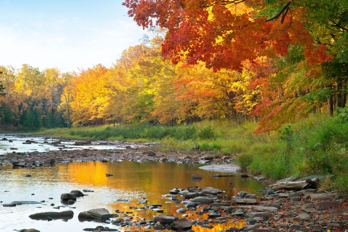 fall trees overlooking riverbank