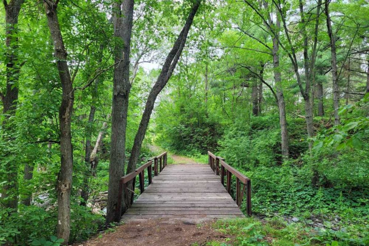 bridge running between tall trees at fall campground