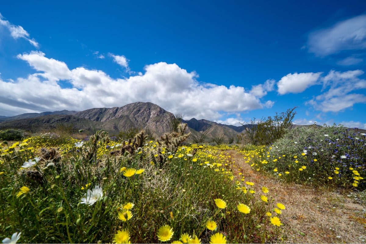 wildflower super bloom, a beautiful camping event, in Anza-Borrego State Park