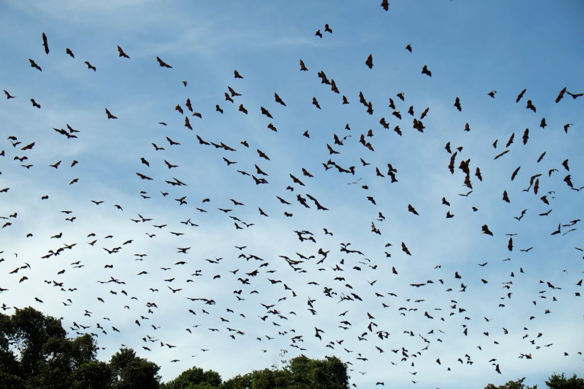 bats flying across sky for a major spectacle and camping event