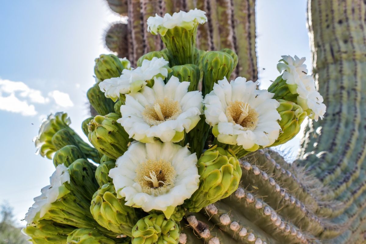 saguaro catcus blooming with white flowers, a beautiful camping event